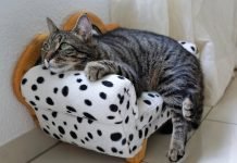 Preventative Measures: Steps to Reduce the Risk of Tapeworm Infestation in Cats Cat Lovers