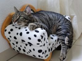 Preventative Measures: Steps to Reduce the Risk of Tapeworm Infestation in Cats Cat Lovers