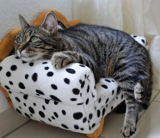 Preventative Measures: Steps to Reduce the Risk of Tapeworm Infestation in Cats Cat Lovers