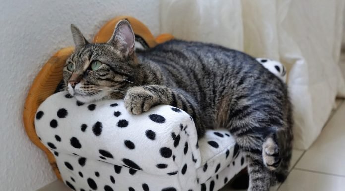 Preventative Measures: Steps to Reduce the Risk of Tapeworm Infestation in Cats Cat Lovers