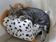 Preventative Measures: Steps to Reduce the Risk of Tapeworm Infestation in Cats Cat Lovers