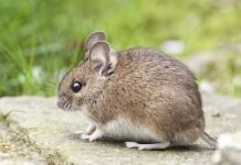 Pest Problems? Here’s What You Need to Know to Solve Them Pest Problems