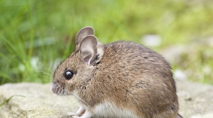 Pest Problems? Here’s What You Need to Know to Solve Them Pest Problems