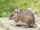Pest Problems? Here’s What You Need to Know to Solve Them Pest Problems