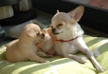 The Best Beds for Dogs Who Like to Chew are Strong and Safe Dogs Sleeping