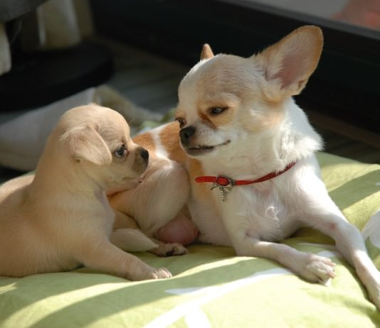 The Best Beds for Dogs Who Like to Chew are Strong and Safe Dogs Sleeping