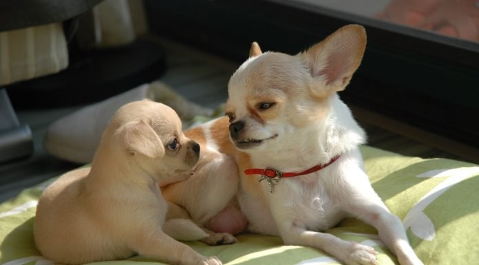 The Best Beds for Dogs Who Like to Chew are Strong and Safe Dogs Sleeping