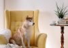 How CBD Works as an Alternative to Apoquel: Understanding the Mechanisms Shiba Inu Sitting on Yellow Armchair