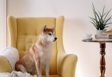 How CBD Works as an Alternative to Apoquel: Understanding the Mechanisms Shiba Inu Sitting on Yellow Armchair