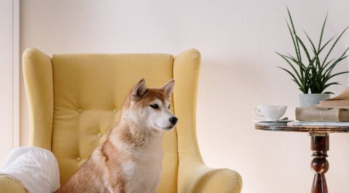 How CBD Works as an Alternative to Apoquel: Understanding the Mechanisms Shiba Inu Sitting on Yellow Armchair