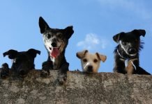 The Benefits of Renting in a Pet-Friendly Community Pet-Friendly Community