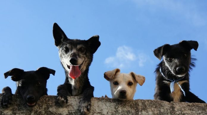 The Benefits of Renting in a Pet-Friendly Community Pet-Friendly Community