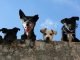 The Benefits of Renting in a Pet-Friendly Community Pet-Friendly Community