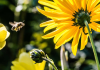 The Wonders of Beekeeping: How Bees Can Help Your Garden and Flowers Bees Can Help Your Garden and Flowers