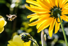 The Wonders of Beekeeping: How Bees Can Help Your Garden and Flowers Bees Can Help Your Garden and Flowers