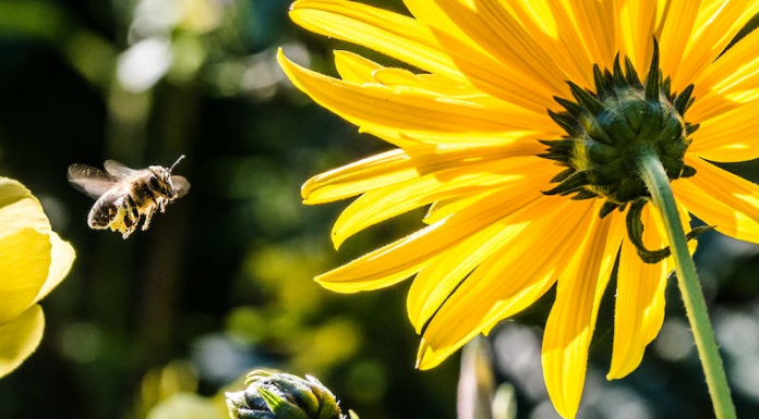 The Wonders of Beekeeping: How Bees Can Help Your Garden and Flowers Bees Can Help Your Garden and Flowers