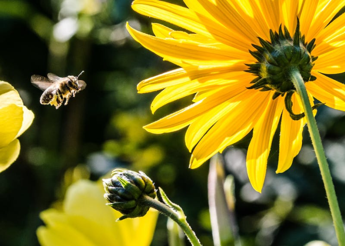 Bees Can Help Your Garden and Flowers Bees Can Help Your Garden and Flowers