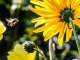 The Wonders of Beekeeping: How Bees Can Help Your Garden and Flowers Bees Can Help Your Garden and Flowers