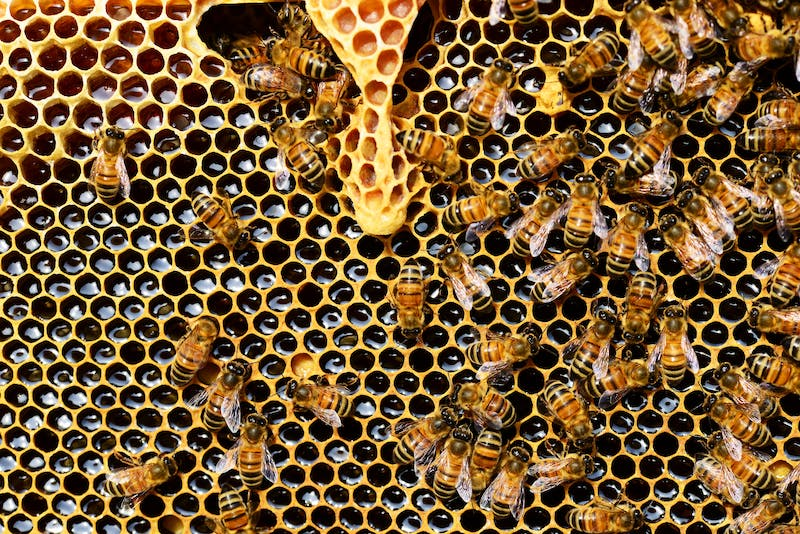 The benefits of beekeeping